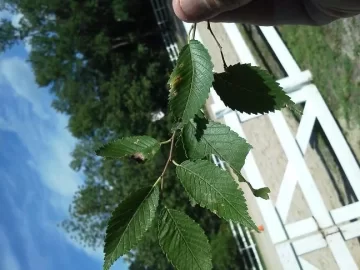 [Hearth.com] Tree ID