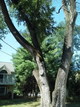 [Hearth.com] Tree ID