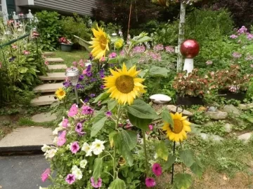 [Hearth.com] Blooming time in our front yard.