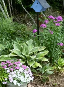 [Hearth.com] Blooming time in our front yard.