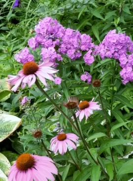 [Hearth.com] Blooming time in our front yard.