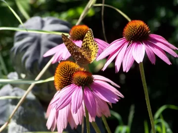 [Hearth.com] Blooming time in our front yard.