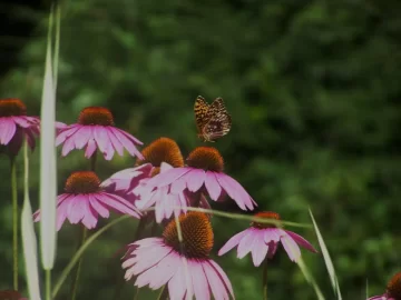 [Hearth.com] Blooming time in our front yard.