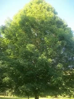 [Hearth.com] Question for the Tree Experts