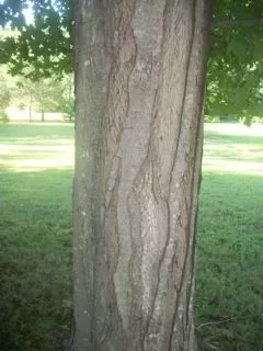 [Hearth.com] Question for the Tree Experts