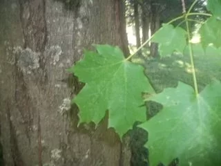 [Hearth.com] Question for the Tree Experts