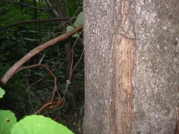 [Hearth.com] High winds and weakened trees