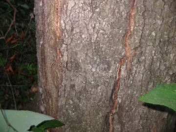 [Hearth.com] High winds and weakened trees