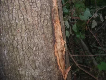 [Hearth.com] High winds and weakened trees