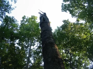 [Hearth.com] High winds and weakened trees