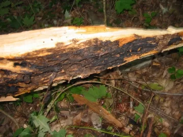 [Hearth.com] High winds and weakened trees