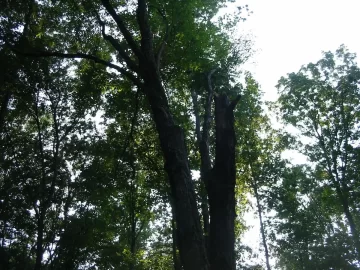 [Hearth.com] High winds and weakened trees