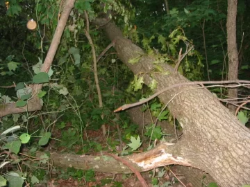 [Hearth.com] High winds and weakened trees