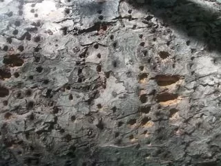 [Hearth.com] Question for the Tree Experts