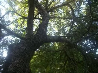 [Hearth.com] Question for the Tree Experts