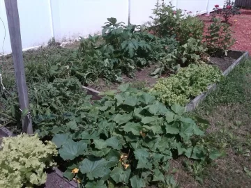 [Hearth.com] How's your garden doing thread.