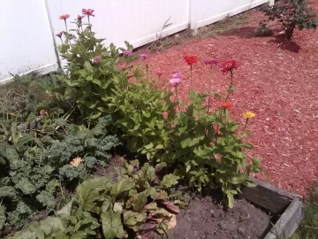 [Hearth.com] How's your garden doing thread.