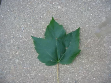 [Hearth.com] Maples