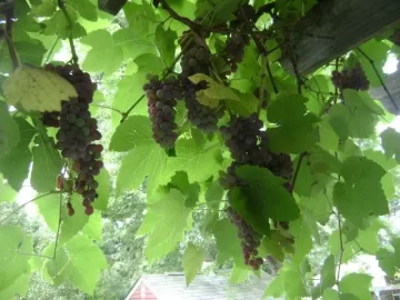 [Hearth.com] Have you ever grown seedless grapes?