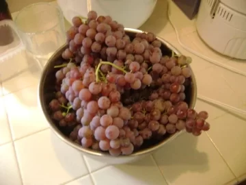 [Hearth.com] Have you ever grown seedless grapes?