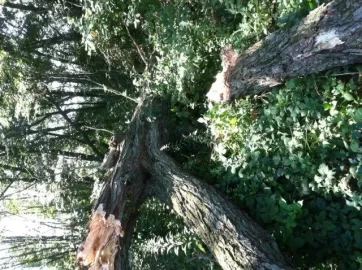 [Hearth.com] Bucking up a maple taken down by strong winds, Advise Please