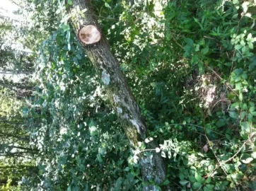 [Hearth.com] Bucking up a maple taken down by strong winds, Advise Please