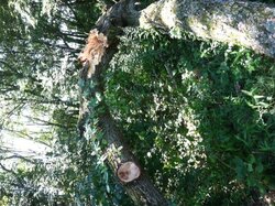 Bucking up a maple taken down by strong winds, Advise Please
