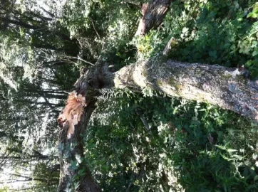 [Hearth.com] Bucking up a maple taken down by strong winds, Advise Please