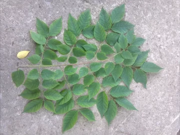 [Hearth.com] Kentucky coffeetree
