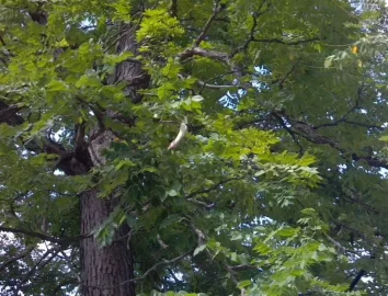 [Hearth.com] Kentucky coffeetree