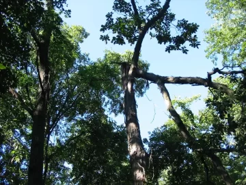 [Hearth.com] High winds and weakened trees