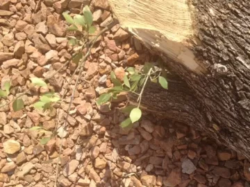[Hearth.com] Tree ID