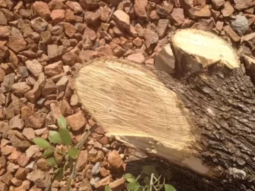 [Hearth.com] Tree ID