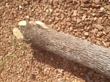 [Hearth.com] Tree ID