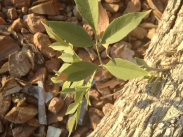 [Hearth.com] Tree ID
