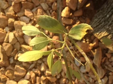 [Hearth.com] Tree ID