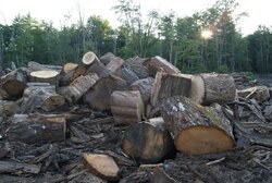 august 2012 logging yard 054.JPG