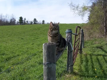 [Hearth.com] Another Cat Shot