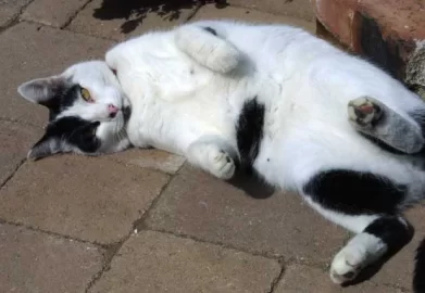 [Hearth.com] Another Cat Shot