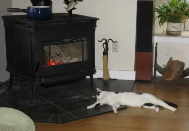 [Hearth.com] Another Cat Shot