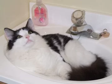 [Hearth.com] Another Cat Shot