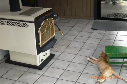 [Hearth.com] Another Cat Shot