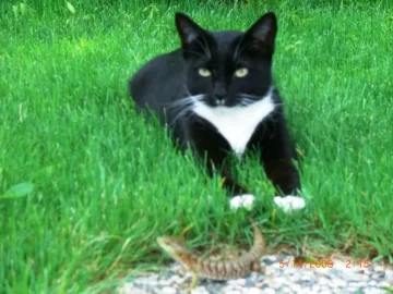 [Hearth.com] Another Cat Shot