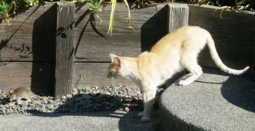 [Hearth.com] Another Cat Shot