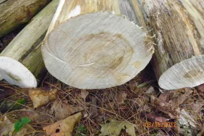 [Hearth.com] Wood Identification