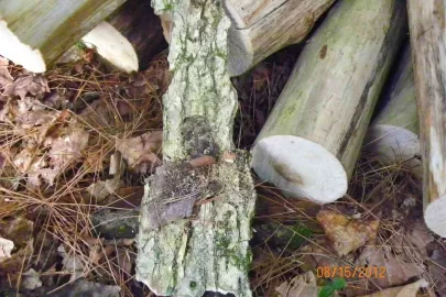 [Hearth.com] Wood Identification