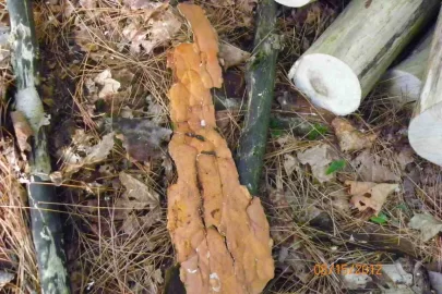 [Hearth.com] Wood Identification