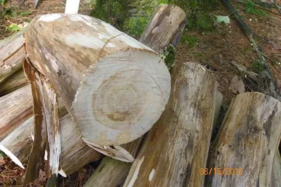 [Hearth.com] Wood Identification