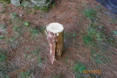 [Hearth.com] Wood Identification
