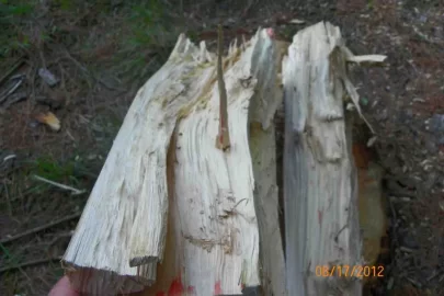 [Hearth.com] Wood Identification